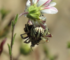 Mecaphesa schlingeri