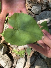 Lunaria annua