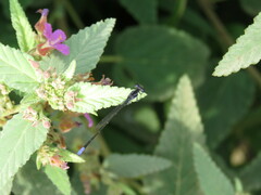 Argia