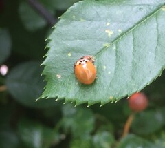 Harmonia axyridis