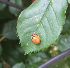 Harmonia axyridis