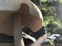 Fungi