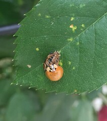 Harmonia axyridis