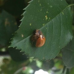 Harmonia axyridis