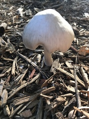 Fungi