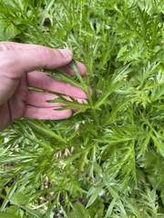 Artemisia norvegica