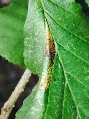 Phyllonorycter klemannella