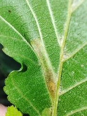 Phyllonorycter klemannella