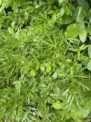 Artemisia norvegica