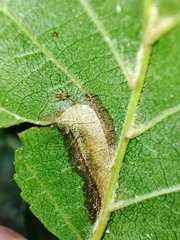 Phyllonorycter klemannella