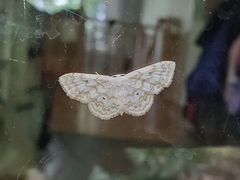 Idaea obfusaria