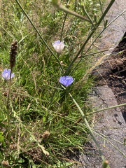 Cichorium intybus