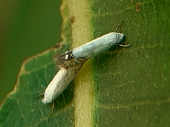 Leucoptera albella