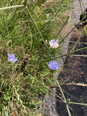 Cichorium intybus