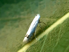 Leucoptera albella