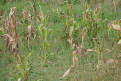 Ixobrychus cinnamomeus