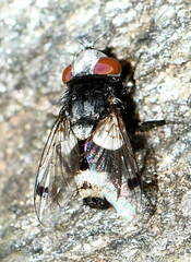 Sphenometopa fastuosa