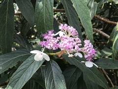 Hydrangea longifolia