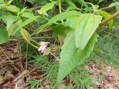 Amalocalyx microlobus