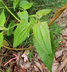Amalocalyx microlobus