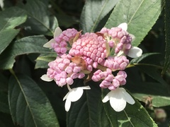 Hydrangea longifolia