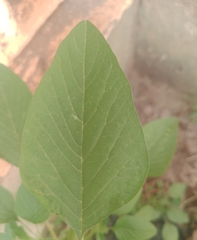 Amaranthus