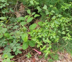 Amalocalyx microlobus