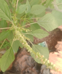 Amaranthus