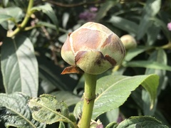 Hydrangea longifolia