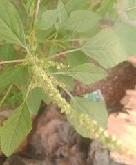 Amaranthus
