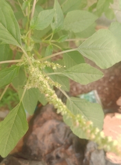 Amaranthus