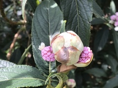 Hydrangea longifolia