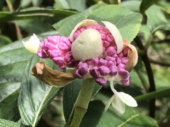 Hydrangea longifolia