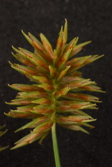 Cyperus retroflexus