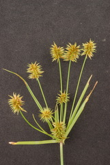 Cyperus retroflexus