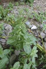 Epilobium roseum