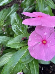 Lycorma delicatula