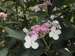 Hydrangea longifolia