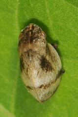 Lepyronia coleoptrata