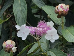 Hydrangea longifolia