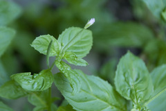Epilobium roseum