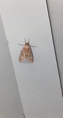 Lapara coniferarum