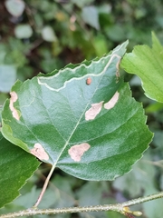 Agromyza alnibetulae