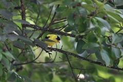 Spinus tristis tristis