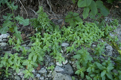 Epilobium roseum