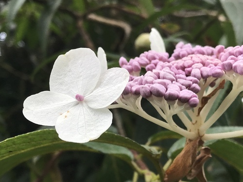 Hydrangea longifolia Hayata