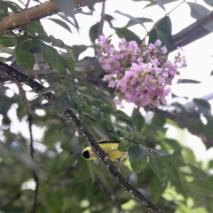 Spinus tristis tristis