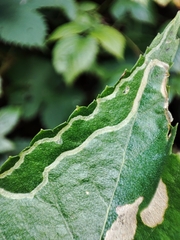 Agromyza alnibetulae