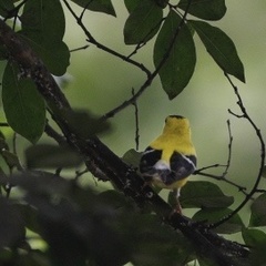 Spinus tristis tristis