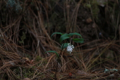 Maianthemum scilloideum